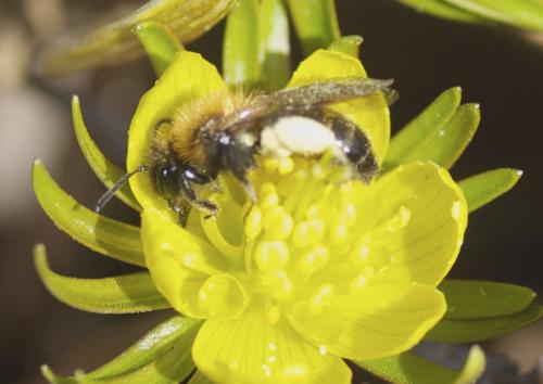 Andrena bicolor